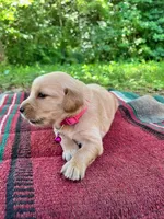 Papoose, a female Golden Retriever for sale in Church Hill, TN – 4 of 9
