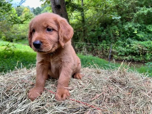 MIngo – Golden Retriever puppy for sale in Church Hill, TN