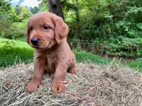 MIngo, a male Golden Retriever for sale in Church Hill, TN – 1 of 9