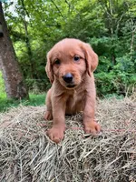 MIngo, a male Golden Retriever for sale in Church Hill, TN – 7 of 9