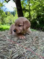 Cincinnatis, a male Golden Retriever for sale in Church Hill, TN – 2 of 10