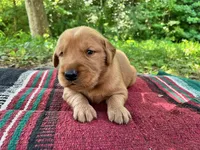 Yadkin, a male Golden Retriever for sale in Church Hill, TN – 2 of 10