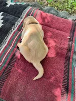 Israel, a male Golden Retriever for sale in Church Hill, TN – 6 of 10