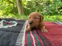 Beckie, a female Golden Retriever for sale in Church Hill, TN – 7 of 10