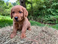 MIngo, a male Golden Retriever for sale in Church Hill, TN – 9 of 9