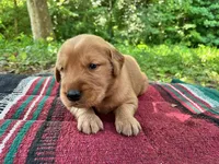 Yadkin, a male Golden Retriever for sale in Church Hill, TN – 4 of 10