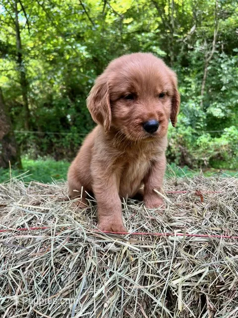 Boone – Golden Retriever puppy on hold in Church Hill, TN