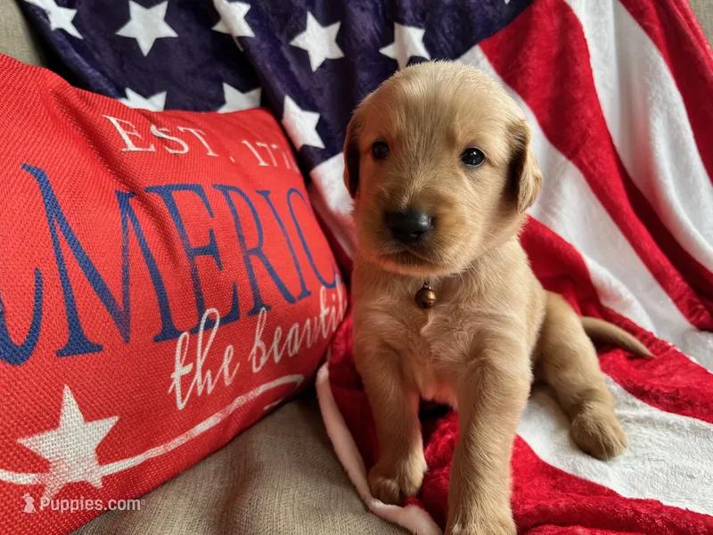 Cincinnatis – Golden Retriever puppy for sale in Church Hill, TN