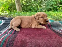 Boone, a male Golden Retriever for sale in Church Hill, TN – 6 of 9