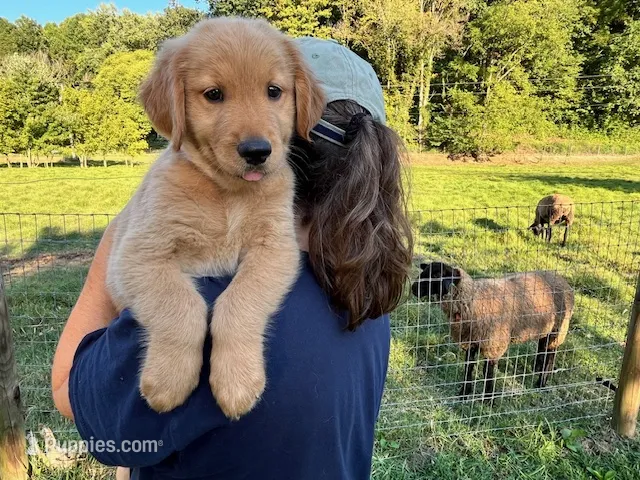 Cincinnatis – Golden Retriever puppy for sale in Church Hill, TN