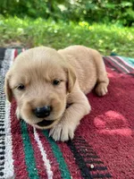 Israel, a male Golden Retriever for sale in Church Hill, TN – 8 of 10
