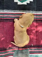 Yadkin, a male Golden Retriever for sale in Church Hill, TN – 5 of 10