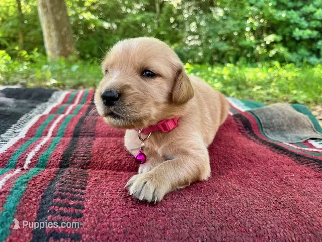 Papoose – Golden Retriever puppy for sale in Church Hill, TN