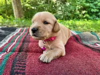 Papoose, a female Golden Retriever for sale in Church Hill, TN – 1 of 9