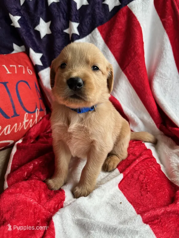 Israel – Golden Retriever puppy for sale in Church Hill, TN