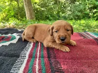 Beckie, a female Golden Retriever for sale in Church Hill, TN – 3 of 10