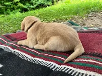 Cincinnatis, a male Golden Retriever for sale in Church Hill, TN – 2 of 9