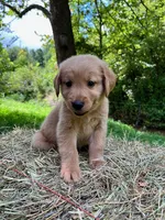 Cincinnatis, a male Golden Retriever for sale in Church Hill, TN – 4 of 10