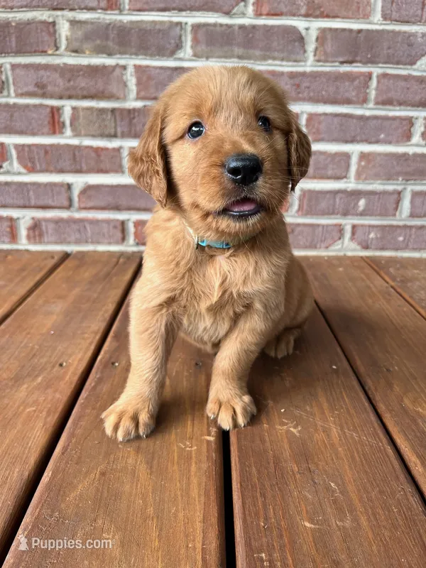 Yadkin – Golden Retriever puppy for sale in Church Hill, TN