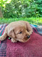 MIngo, a male Golden Retriever for sale in Church Hill, TN – 5 of 10