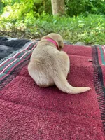Papoose, a female Golden Retriever for sale in Church Hill, TN – 6 of 9