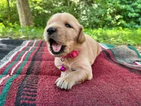 Papoose, a female Golden Retriever for sale in Church Hill, TN – 7 of 9