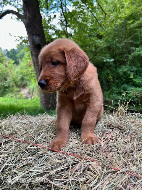 Beckie – Golden Retriever puppy on hold in Church Hill, TN