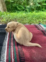 Cincinnatis, a male Golden Retriever for sale in Church Hill, TN – 7 of 9
