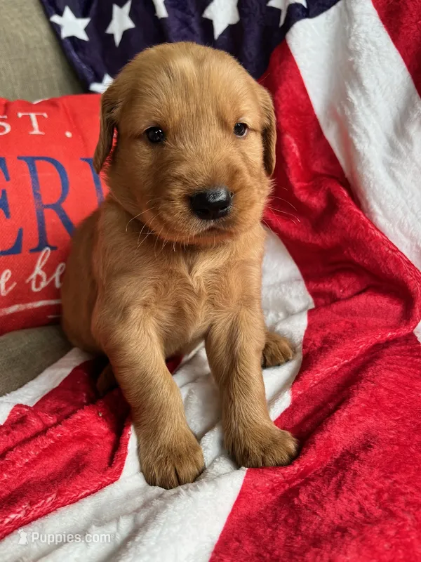 Yadkin – Golden Retriever puppy for sale in Church Hill, TN