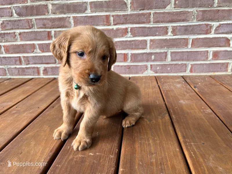 MIngo – Golden Retriever puppy for sale in Church Hill, TN