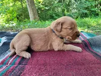 Boone, a male Golden Retriever for sale in Church Hill, TN – 4 of 9