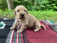 Cincinnatis, a male Golden Retriever for sale in Church Hill, TN – 3 of 9
