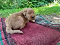 Boone, a male Golden Retriever for sale in Church Hill, TN – 5 of 9