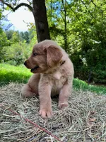 Cincinnatis, a male Golden Retriever for sale in Church Hill, TN – 6 of 10