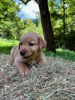 Cincinnatis, a male Golden Retriever for sale in Church Hill, TN – 9 of 10