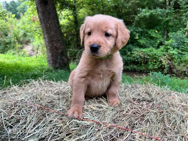 Jemima – Golden Retriever puppy on hold in Church Hill, TN