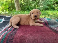 Boone, a male Golden Retriever for sale in Church Hill, TN – 3 of 9