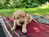 Israel, a male Golden Retriever for sale in Church Hill, TN – 3 of 10