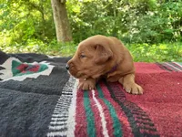 Beckie, a female Golden Retriever for sale in Church Hill, TN – 8 of 10