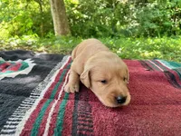 Jemima, a female Golden Retriever for sale in Church Hill, TN – 2 of 8