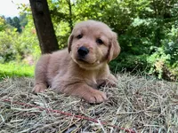 Cincinnatis, a male Golden Retriever for sale in Church Hill, TN – 3 of 10