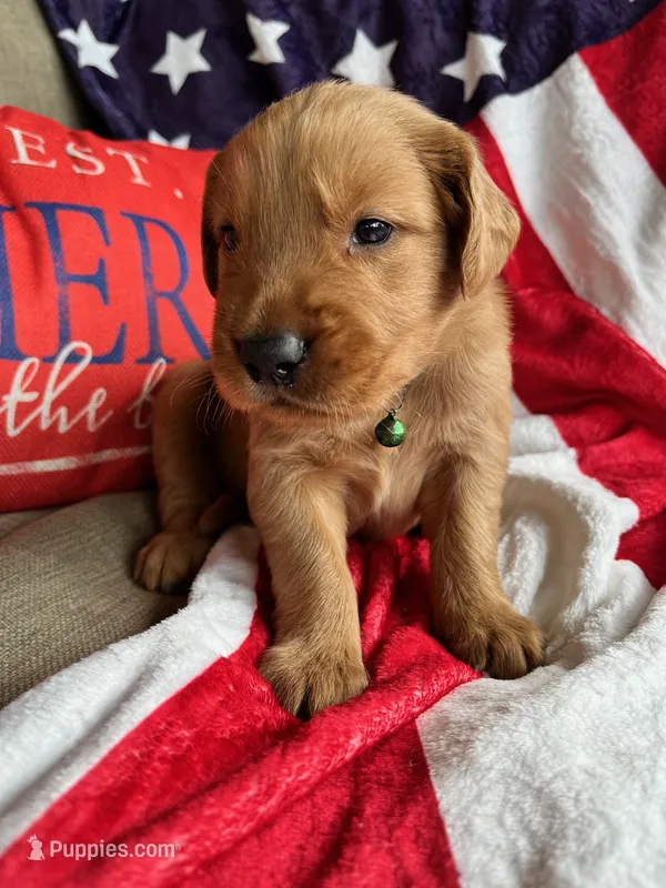MIngo – Golden Retriever puppy for sale in Church Hill, TN