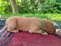 MIngo, a male Golden Retriever for sale in Church Hill, TN – 6 of 10