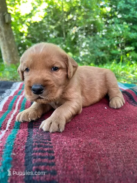 MIngo – Golden Retriever puppy for sale in Church Hill, TN