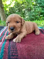 MIngo, a male Golden Retriever for sale in Church Hill, TN – 1 of 10