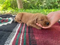 Beckie, a female Golden Retriever for sale in Church Hill, TN – 6 of 10