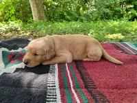 Jemima, a female Golden Retriever for sale in Church Hill, TN – 3 of 8