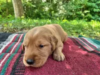 Yadkin, a male Golden Retriever for sale in Church Hill, TN – 3 of 10