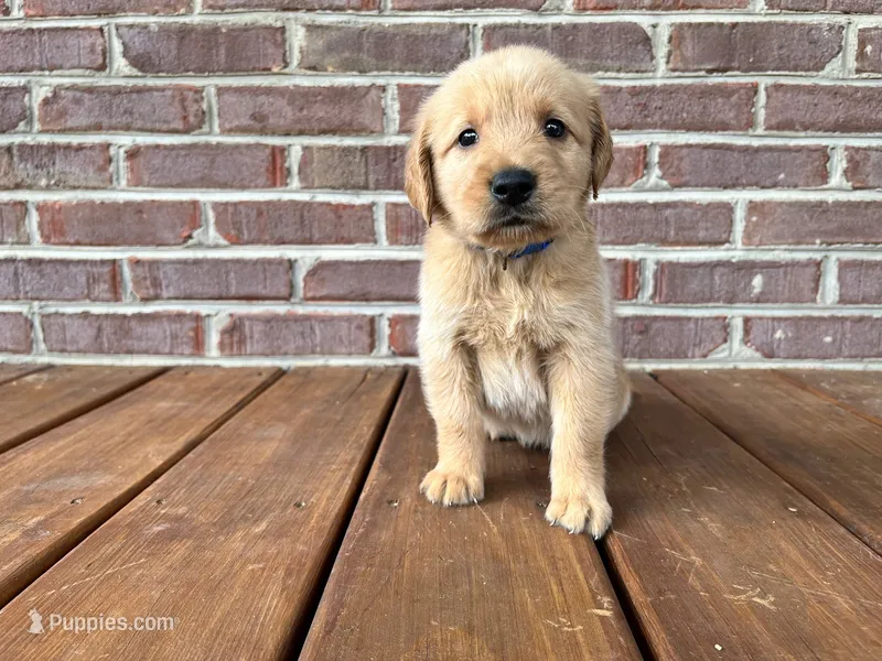 Israel – Golden Retriever puppy for sale in Church Hill, TN