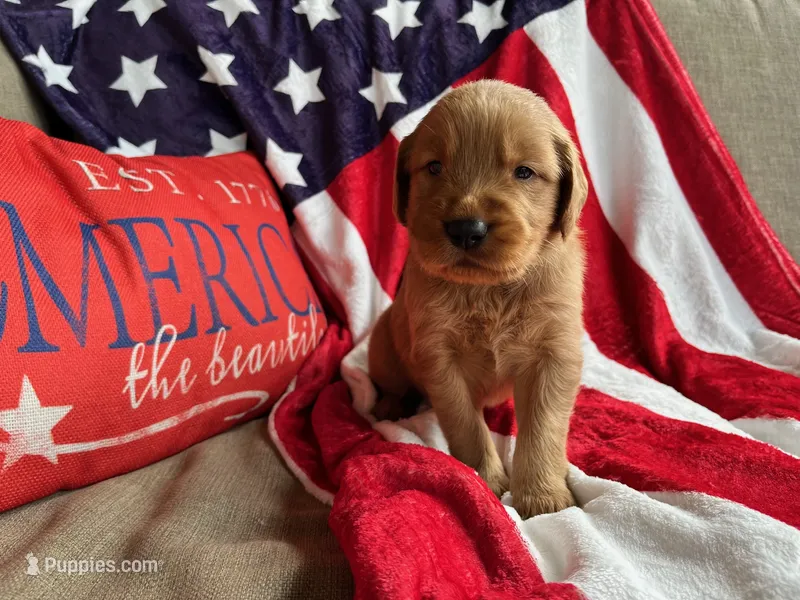 Boone – Golden Retriever puppy for sale in Church Hill, TN
